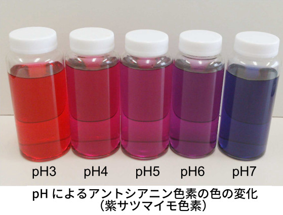pHによるアントシアニン色素の色の変化（紫サツマイモ色素）